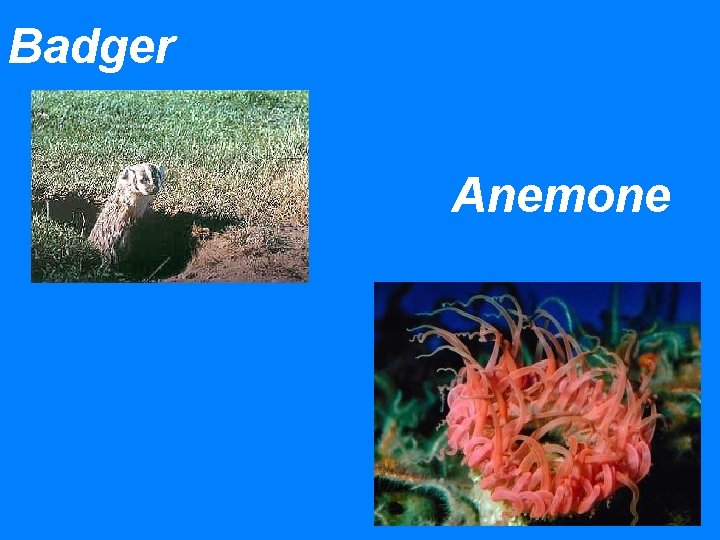 Badger Anemone 