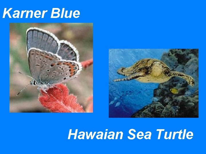 Karner Blue Hawaian Sea Turtle 