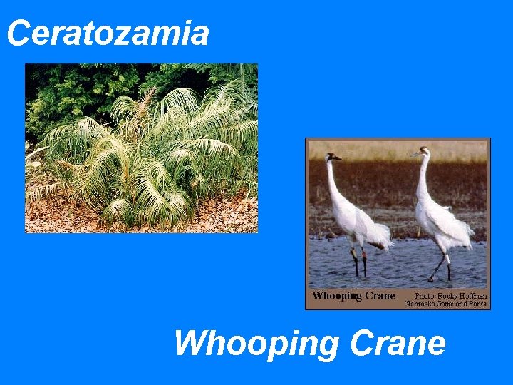 Ceratozamia Whooping Crane 