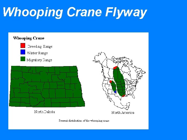 Whooping Crane Flyway 