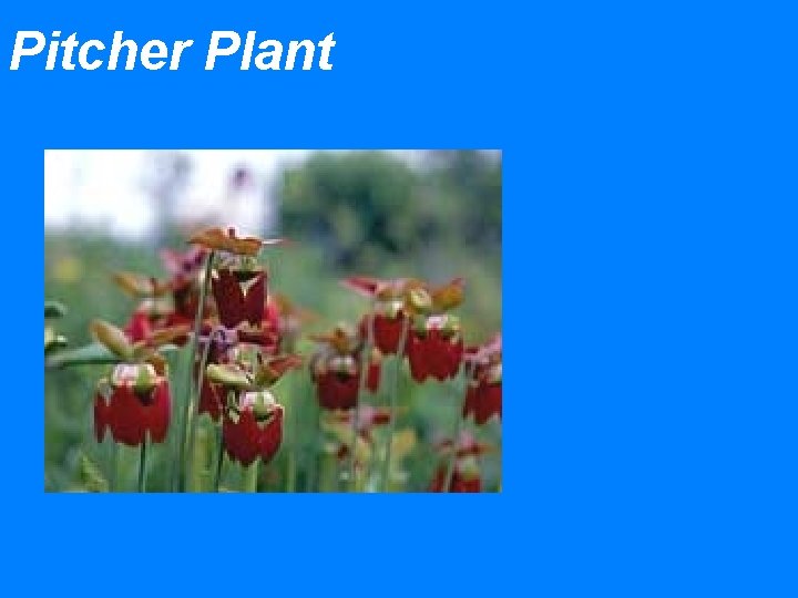 Pitcher Plant 