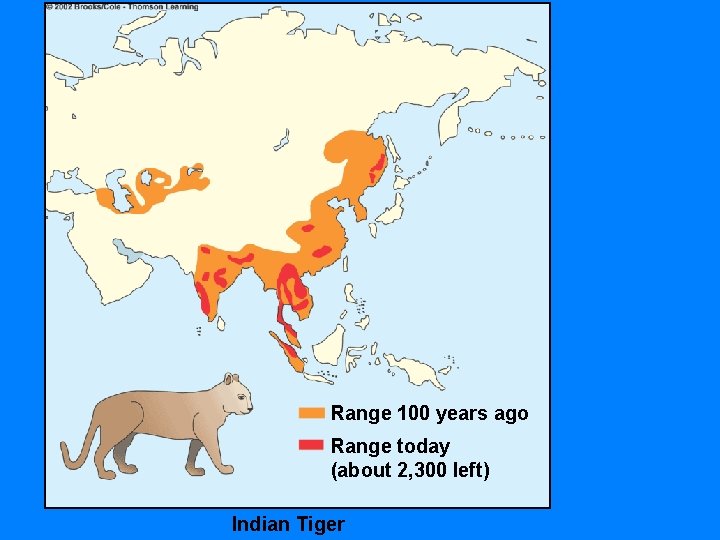 Range 100 years ago Range today (about 2, 300 left) Indian Tiger 