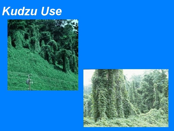 Kudzu Use 