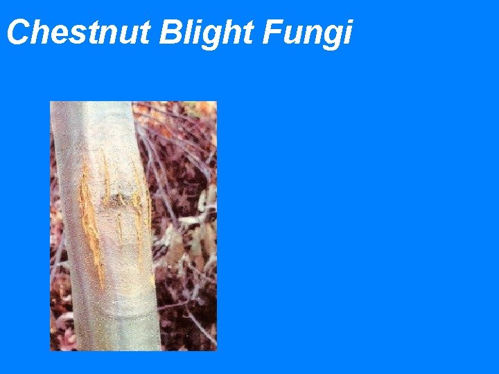 Chestnut Blight Fungi 