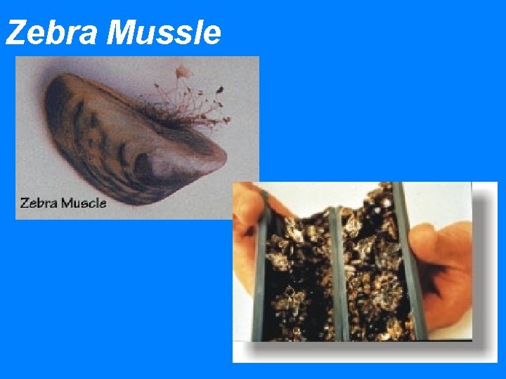 Zebra Mussle 