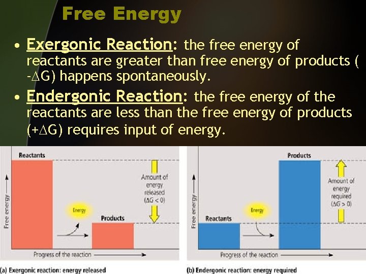 Free Energy • Exergonic Reaction: the free energy of reactants are greater than free