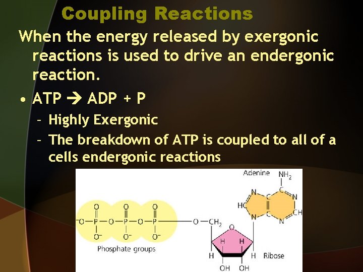 Coupling Reactions When the energy released by exergonic reactions is used to drive an