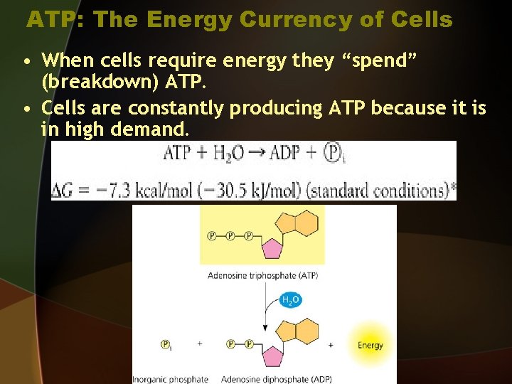 ATP: The Energy Currency of Cells • When cells require energy they “spend” (breakdown)