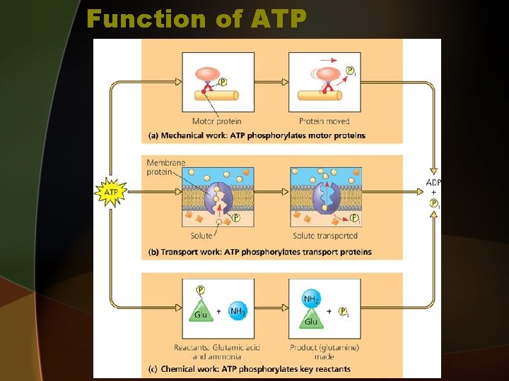 Function of ATP 