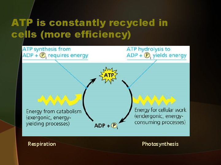 ATP is constantly recycled in cells (more efficiency) Respiration Photosynthesis 