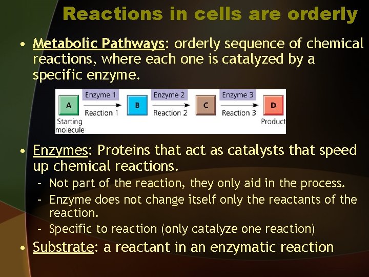 Reactions in cells are orderly • Metabolic Pathways: orderly sequence of chemical reactions, where
