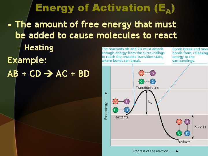 Energy of Activation (EA) • The amount of free energy that must be added