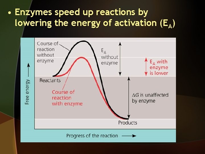  • Enzymes speed up reactions by lowering the energy of activation (EA) 