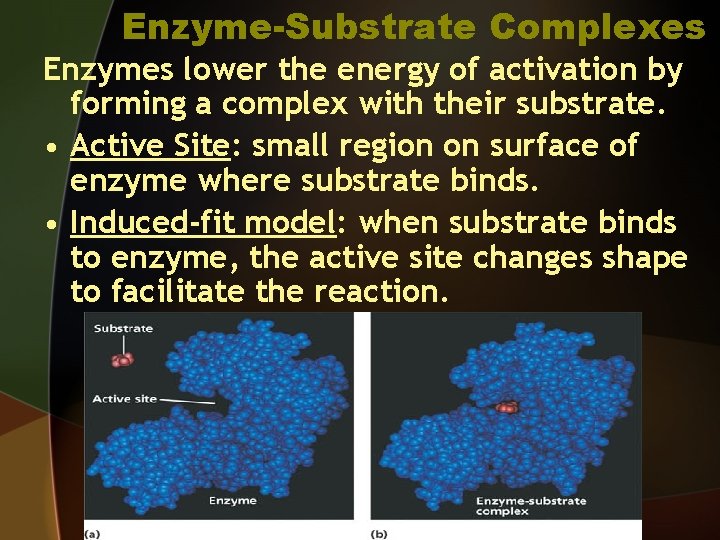Enzyme-Substrate Complexes Enzymes lower the energy of activation by forming a complex with their