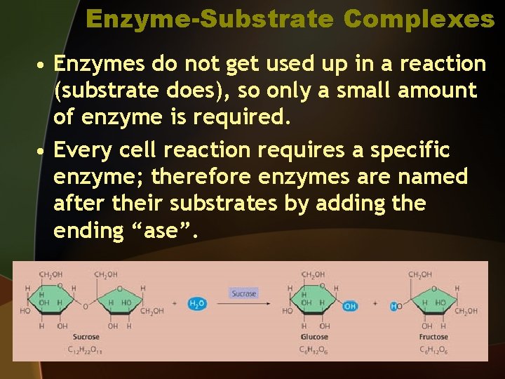 Enzyme-Substrate Complexes • Enzymes do not get used up in a reaction (substrate does),
