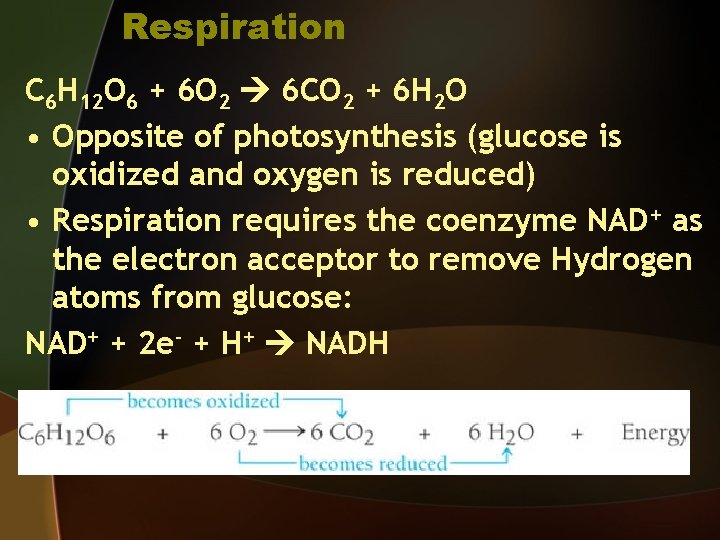 Respiration C 6 H 12 O 6 + 6 O 2 6 CO 2