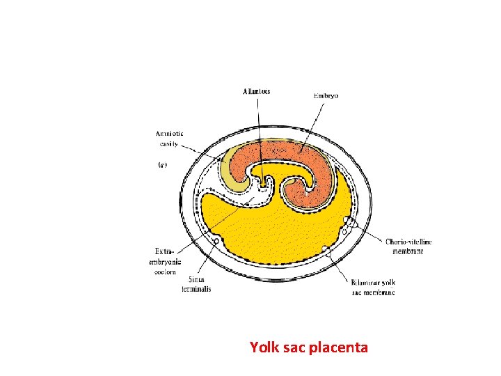 Yolk sac placenta 