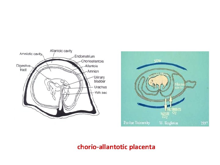 chorio-allantotic placenta 