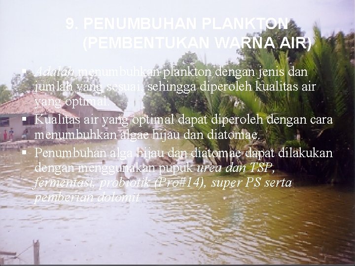 9. PENUMBUHAN PLANKTON (PEMBENTUKAN WARNA AIR) § Adalah menumbuhkan plankton dengan jenis dan jumlah