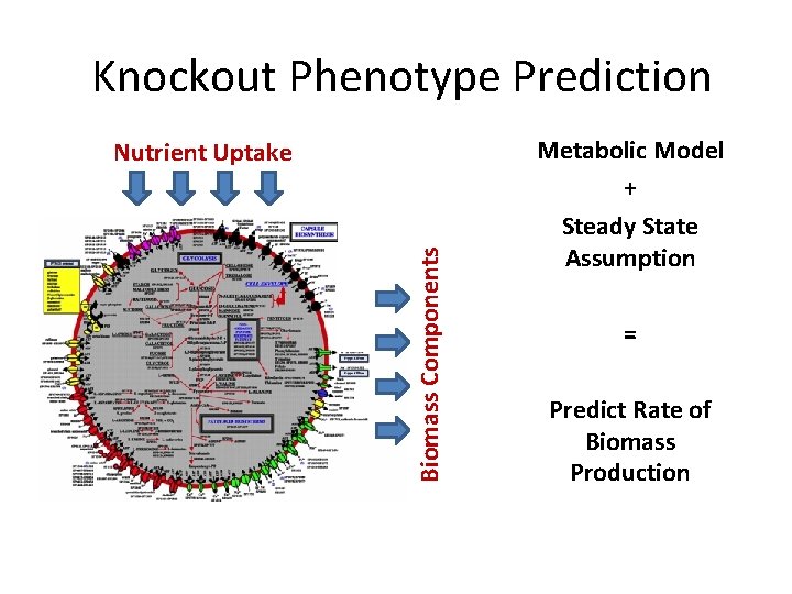 Knockout Phenotype Prediction Biomass Components Nutrient Uptake Metabolic Model + Steady State Assumption =