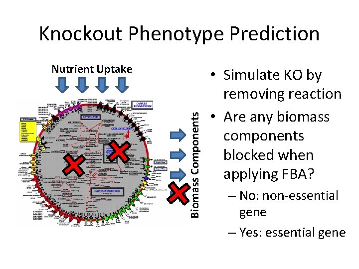 Knockout Phenotype Prediction Biomass Components Nutrient Uptake • Simulate KO by removing reaction •