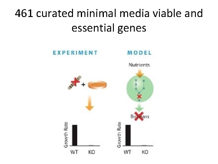 461 curated minimal media viable and essential genes 