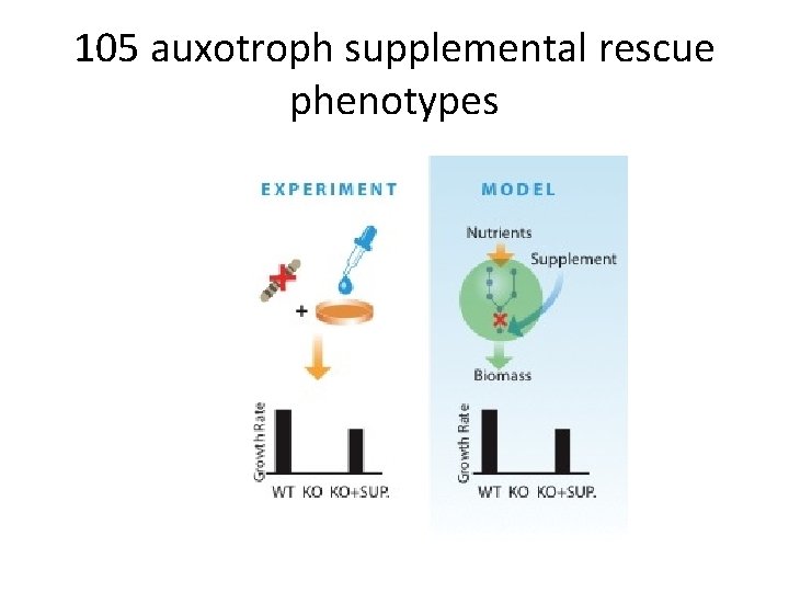 105 auxotroph supplemental rescue phenotypes 