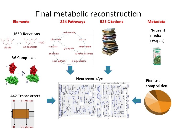 Final metabolic reconstruction Elements 224 Pathways 523 Citations Metadata Nutrient media (Vogels) 1650 Reactions