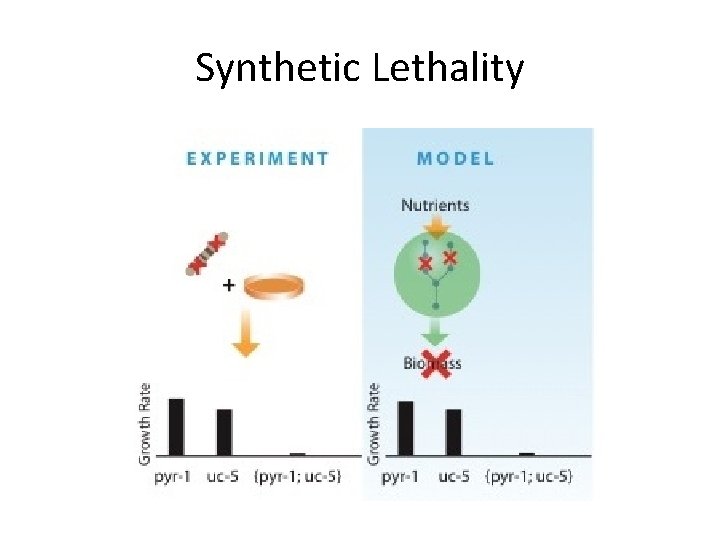 Synthetic Lethality 