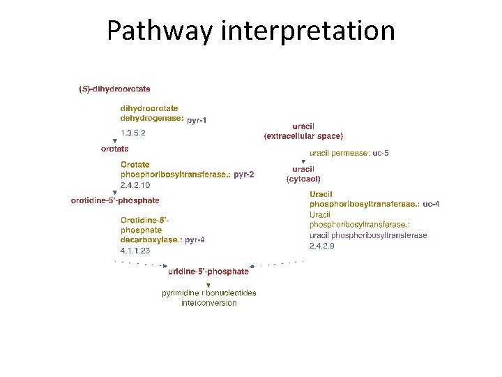 Pathway interpretation 