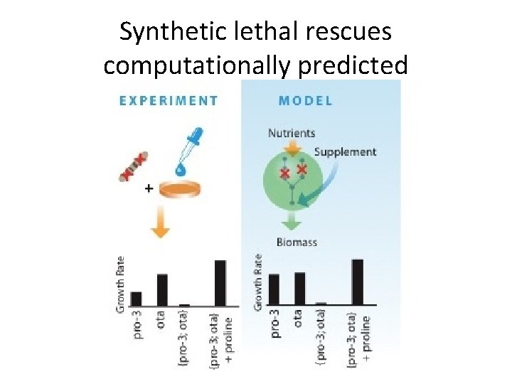 Synthetic lethal rescues computationally predicted 