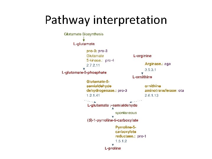 Pathway interpretation 