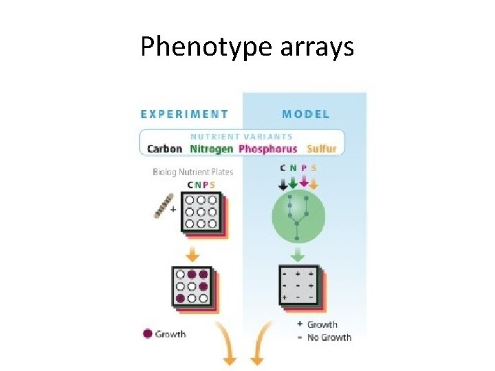 Phenotype arrays 