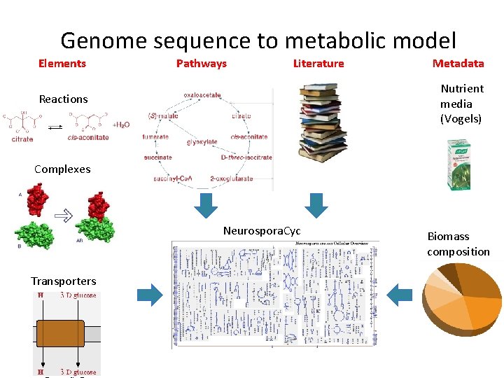 Genome sequence to metabolic model Elements Pathways Literature Metadata Nutrient media (Vogels) Reactions Complexes