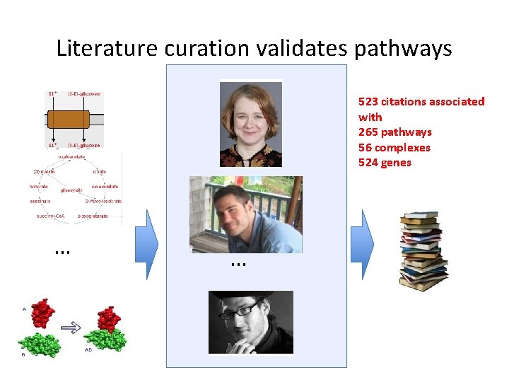 Literature curation validates pathways 523 citations associated with 265 pathways 56 complexes 524 genes