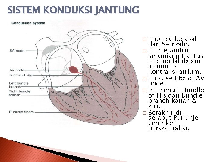 SISTEM KONDUKSI JANTUNG Impulse berasal dari SA node. � Ini merambat sepanjang traktus internodal