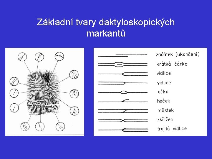 Základní tvary daktyloskopických markantů 