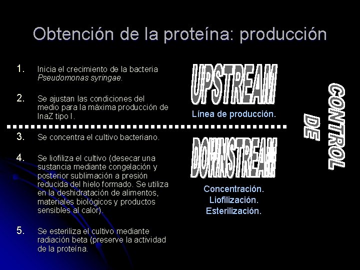 Obtención de la proteína: producción 1. Inicia el crecimiento de la bacteria Pseudomonas syringae.