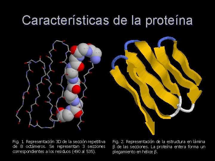 Características de la proteína Fig. 1. Representación 3 D de la sección repetitiva de