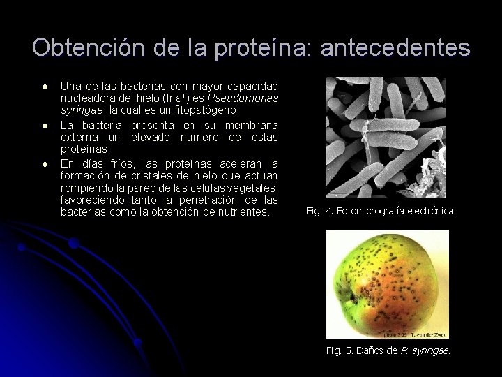 Obtención de la proteína: antecedentes l l l Una de las bacterias con mayor
