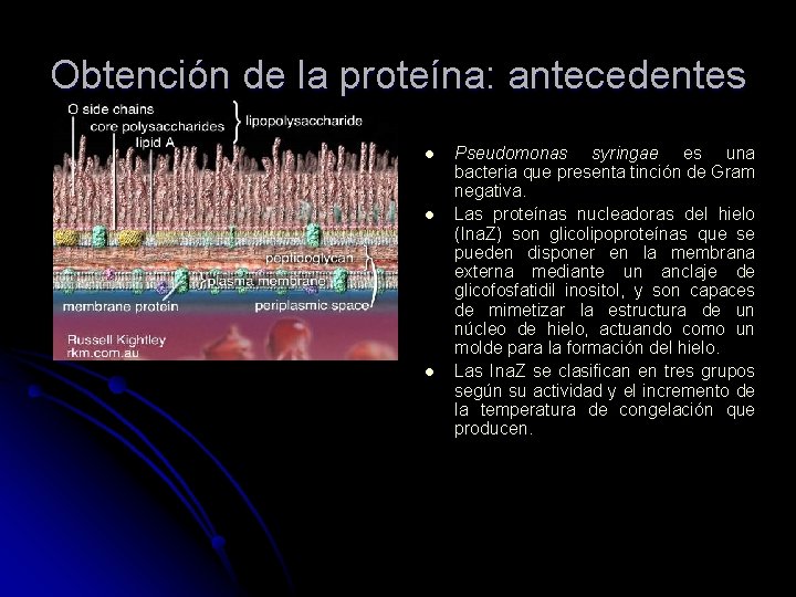 Obtención de la proteína: antecedentes l l l Pseudomonas syringae es una bacteria que