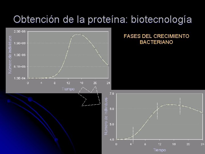 Obtención de la proteína: biotecnología FASES DEL CRECIMIENTO BACTERIANO 