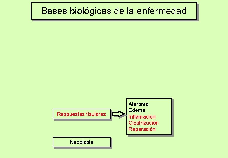 Bases biológicas de la enfermedad Respuestas tisulares Neoplasia Ateroma Edema Inflamación Cicatrización Reparación 