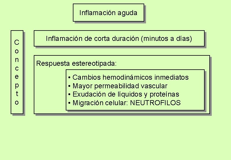 Inflamación aguda C o n c e p t o Inflamación de corta duración