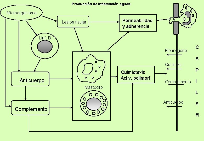 Producción de inflamación aguda Microorganismo Lesión tisular Permeabilidad y adherencia Linf. B Fibrinógeno C