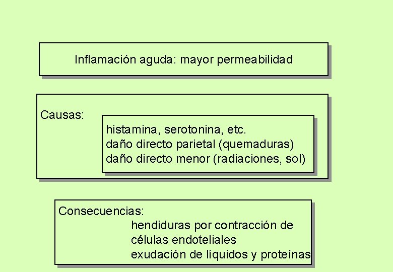 Inflamación aguda: mayor permeabilidad Causas: histamina, serotonina, etc. daño directo parietal (quemaduras) daño directo