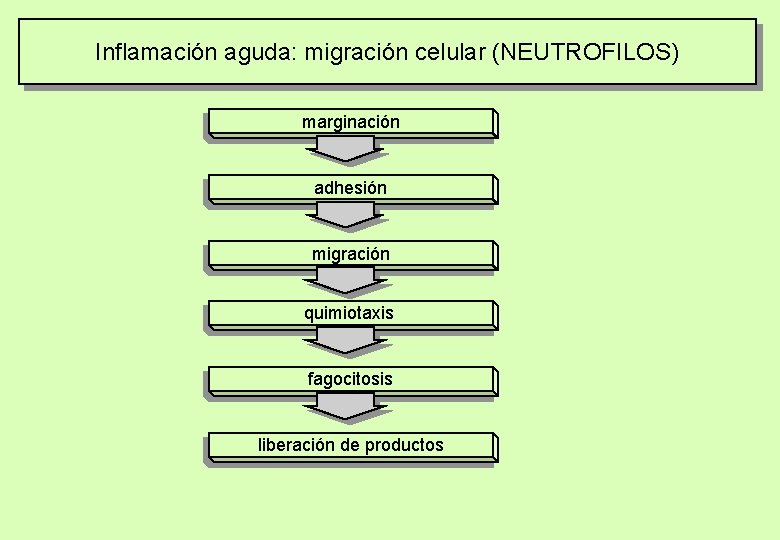 Inflamación aguda: migración celular (NEUTROFILOS) marginación adhesión migración quimiotaxis fagocitosis liberación de productos 