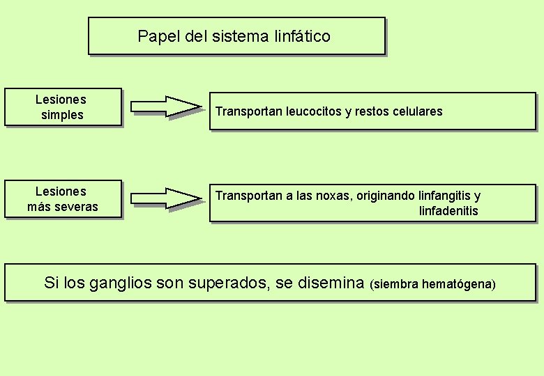 Papel del sistema linfático Lesiones simples Lesiones más severas Transportan leucocitos y restos celulares