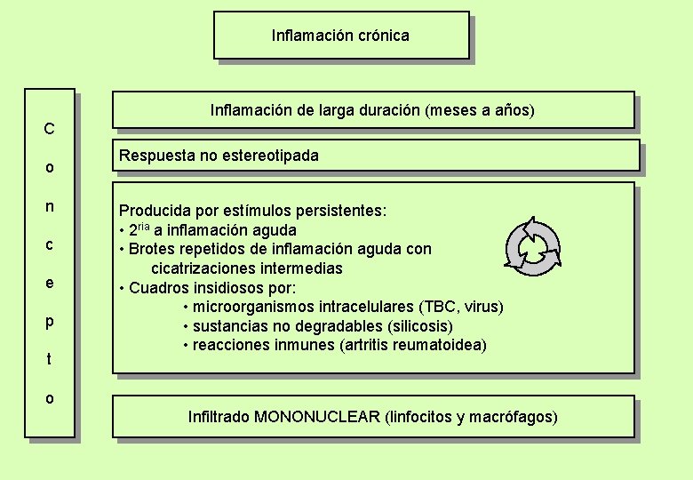 Inflamación crónica Inflamación de larga duración (meses a años) C o n c e