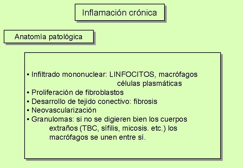 Inflamación crónica Anatomía patológica • Infiltrado mononuclear: LINFOCITOS, macrófagos células plasmáticas • Proliferación de